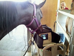 Ultersound at Longworth Vet Clinic